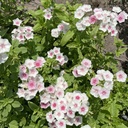 Phlox Blushing Bride