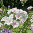 Phlox Blushing Bride