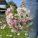 Phlox Blushing Bride