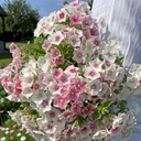 Phlox Blushing Bride