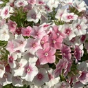 Phlox Blushing Bride