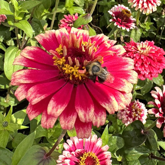 Zinnia Mazurkia