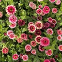 Zinnia Mazurkia