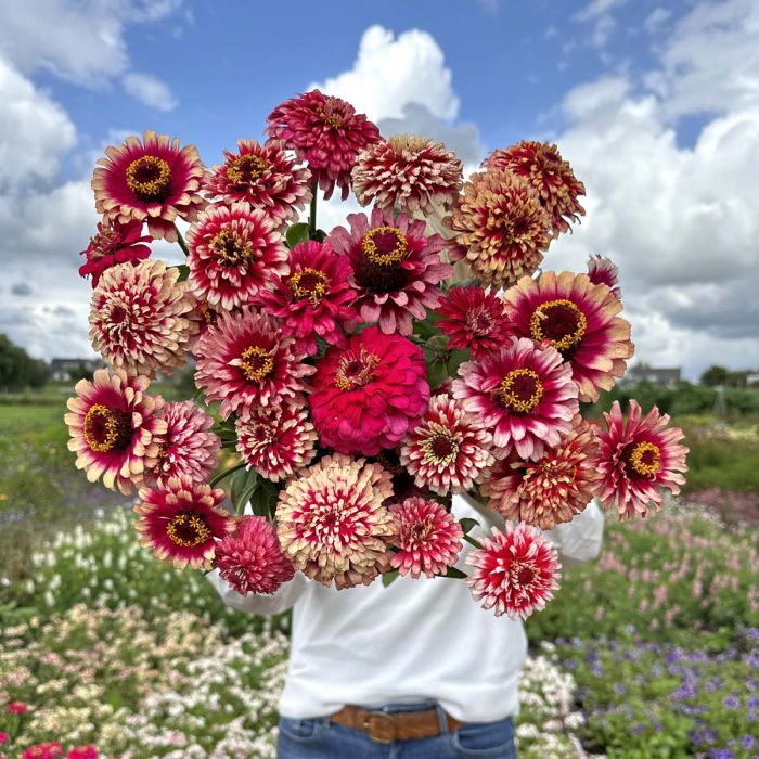 Zinnia Mazurkia