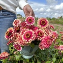 Zinnia Mazurkia