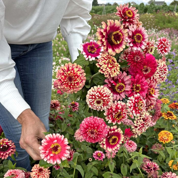 Zinnia Mazurkia