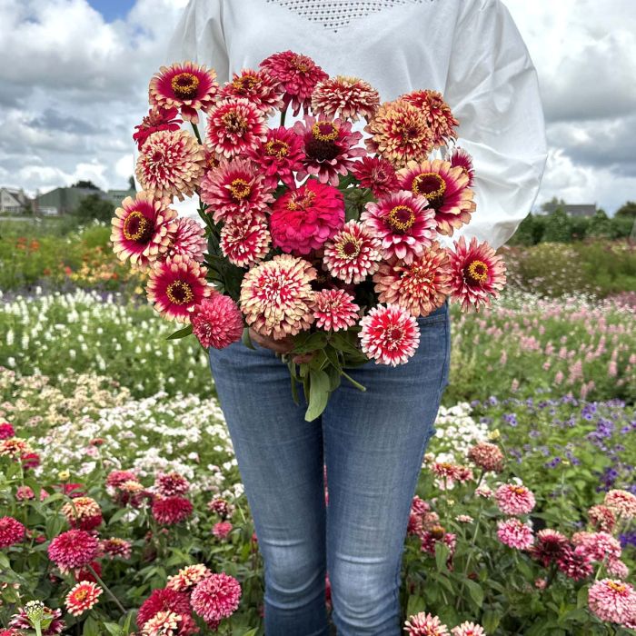 Zinnia Mazurkia