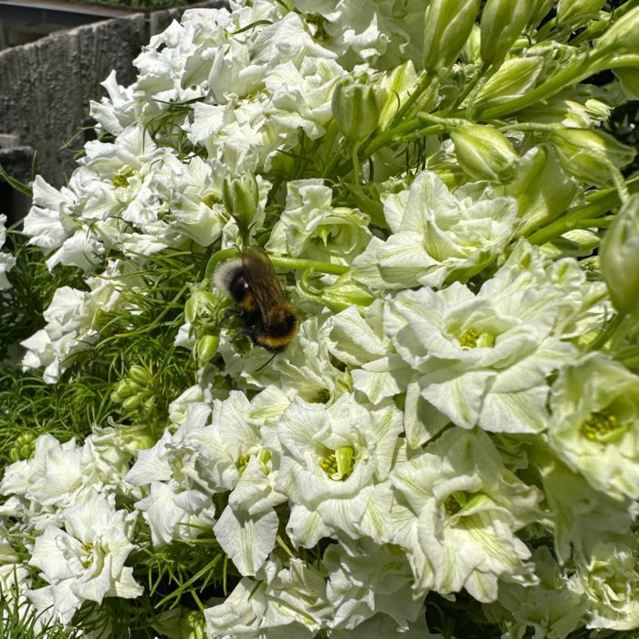 Delphinium White