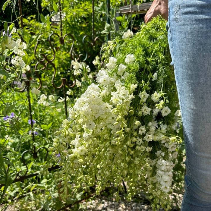 Delphinium White