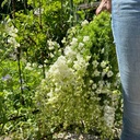 Delphinium White