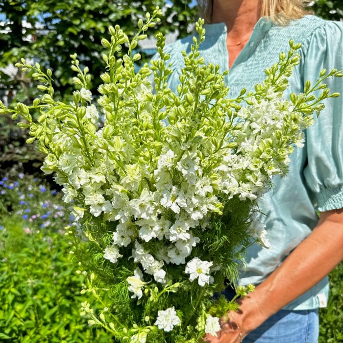 Delphinium White