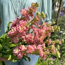 Matthiola Antique Roze