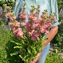 Matthiola Antique Roze