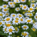 Tanacetum parthenium Campagne