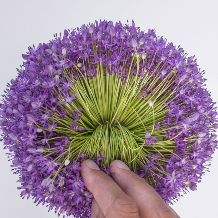 Allium Ambassador