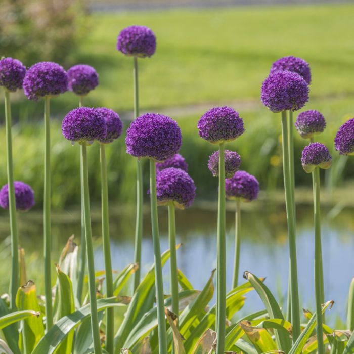 Allium Ambassador