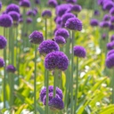 Allium Ambassador