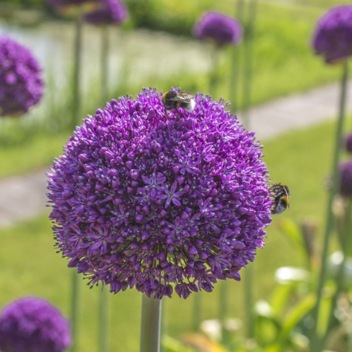 Allium Ambassador