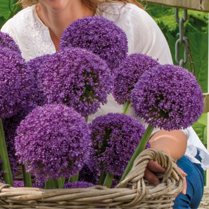 Allium Ambassador