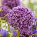 Allium Ambassador