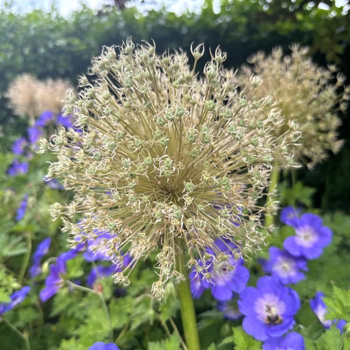 Allium Ambassador