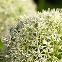 Allium White Giant