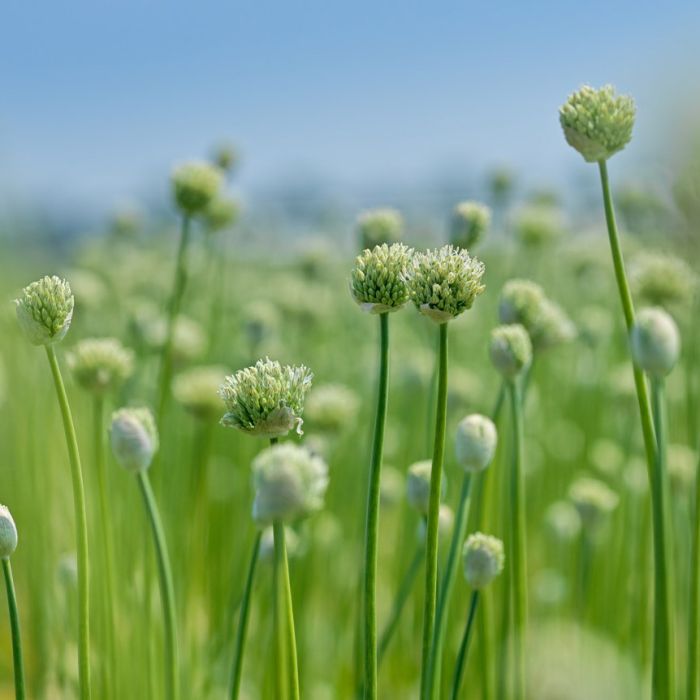 Allium White Giant