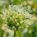 Allium White Giant