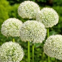 Allium White Giant