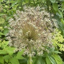 Allium White Giant