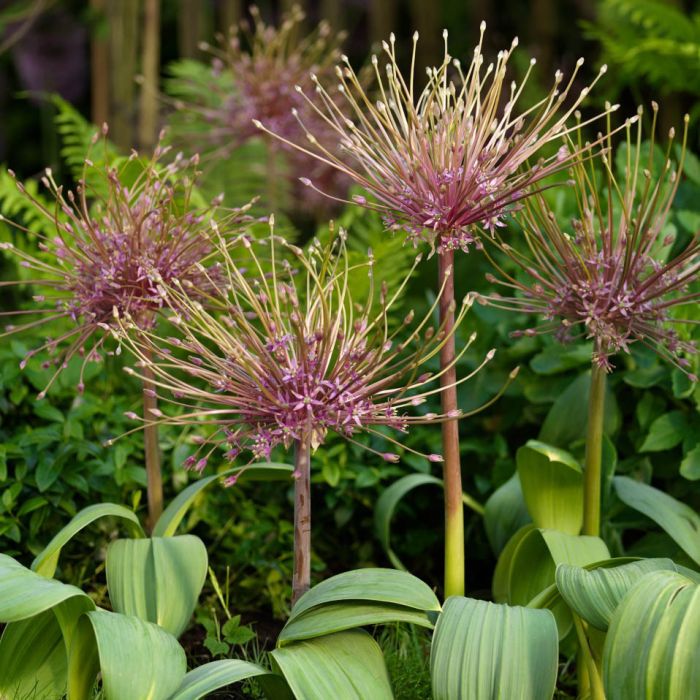 Allium Schubertii