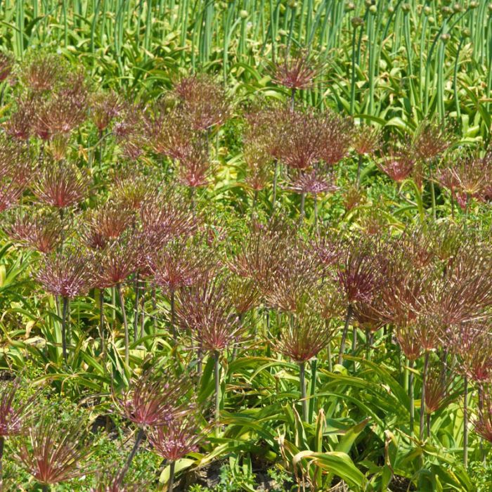 Allium Schubertii