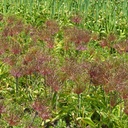 Allium Schubertii