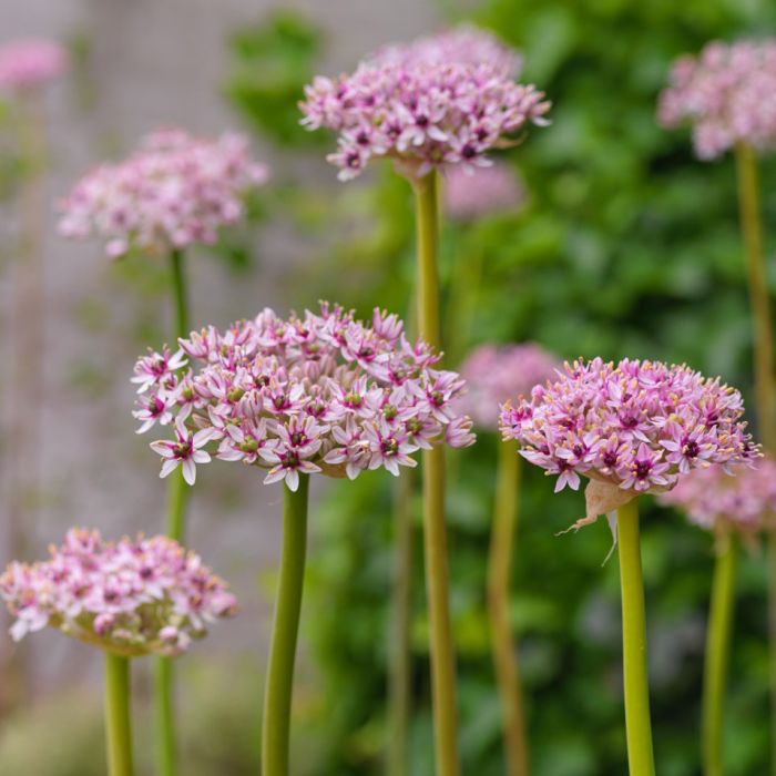 Allium Red Eye