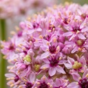 Allium Red Eye