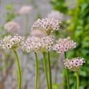 Allium Red Eye