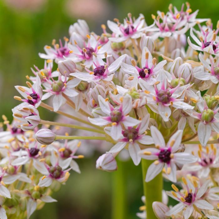 Allium Red Eye