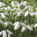 Snowdrops Mount Everest