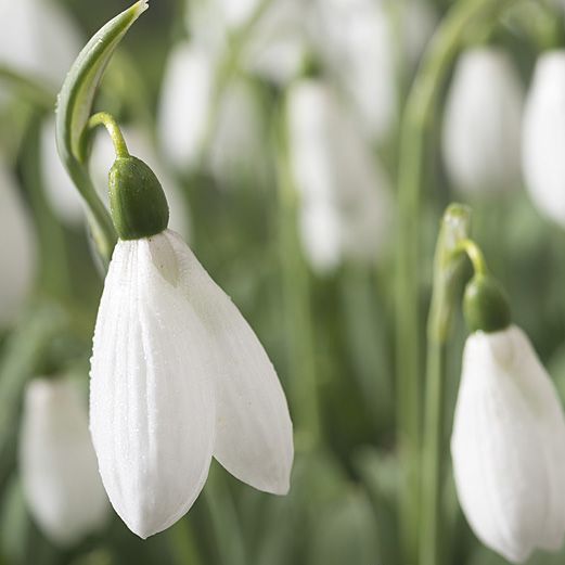 Snowdrops Mount Everest