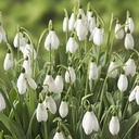 Snowdrops Mount Everest