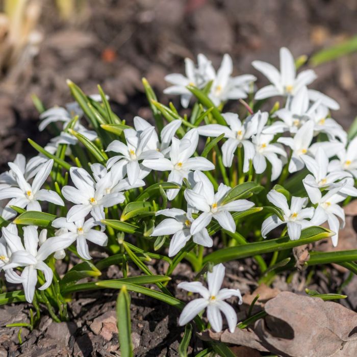 Scilla Alba