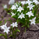 Scilla Alba