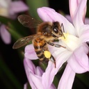 Scilla Alba