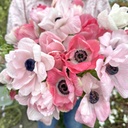 Anemone Mistral Rosa Chiaro
