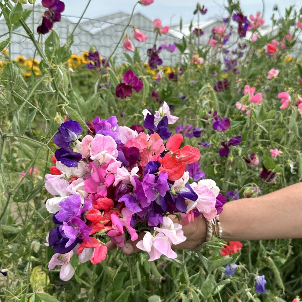 Lathyrus Coronation mix