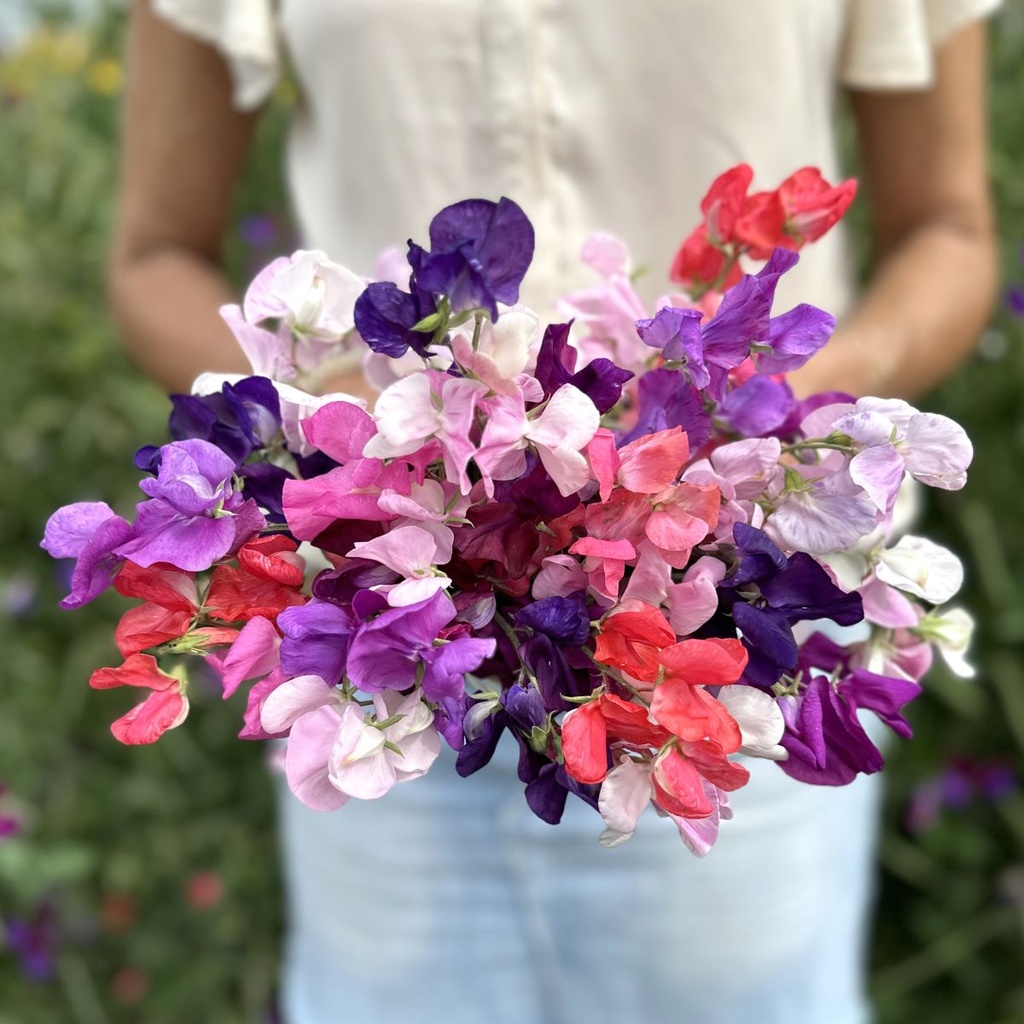 Lathyrus Coronation mix