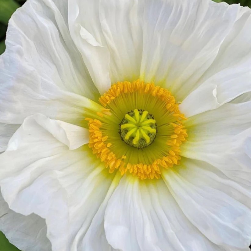 Iceland Poppy (1.000x) Colibri Sherbet Mix