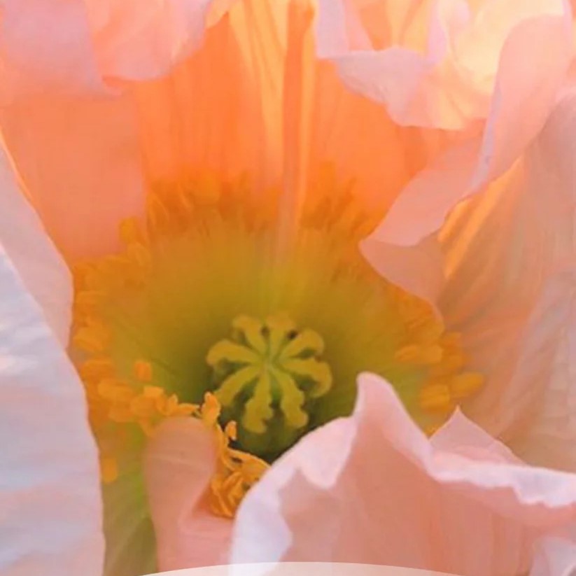 Iceland Poppy (1.000x) Colibri Sherbet Mix