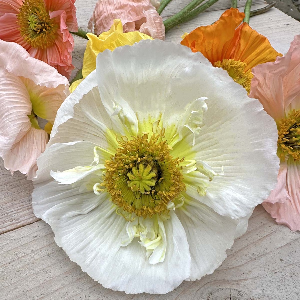 Iceland Poppy (1.000x) Colibri Sherbet Mix