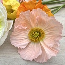 Iceland Poppy (1.000x) Colibri Sherbet Mix